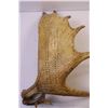 Image 2 : Moose Antler Cribbage Board