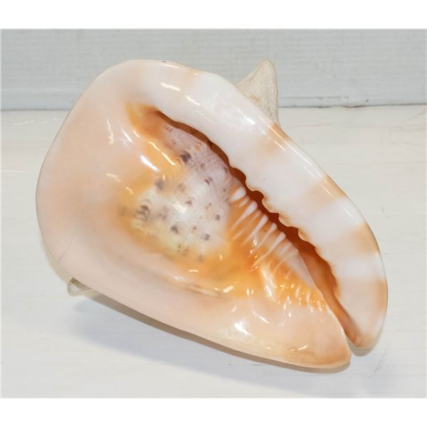 CONCH SHELL SEA SHELL