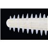 Image 13 : RARE Sawfish Rostrum Toothed Bill Pre-1950