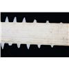 Image 16 : RARE Sawfish Rostrum Toothed Bill Pre-1950