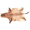 Image 1 : African Red Hartebeest Professional Taxidermy Hide