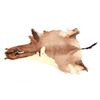 Image 9 : African Red Hartebeest Professional Taxidermy Hide