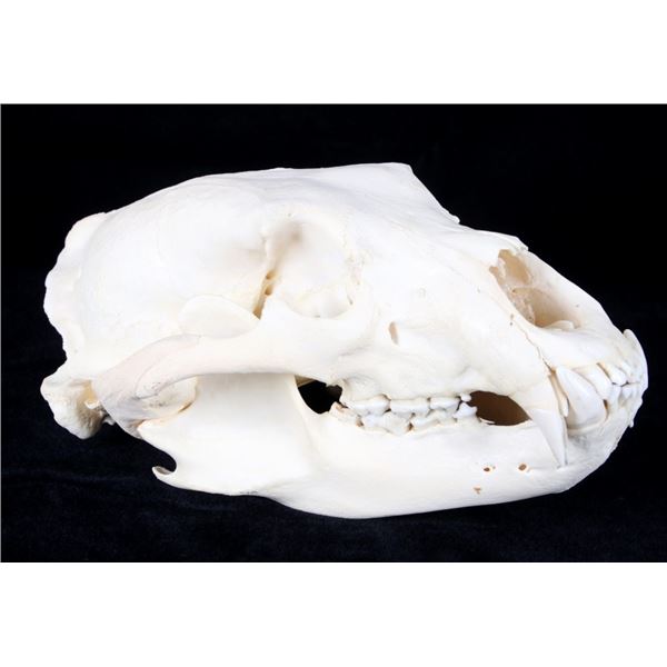 Professional Taxidermy Large Black Bear Skull