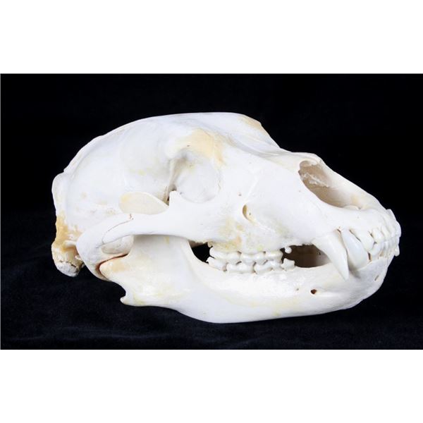Professional Taxidermy Black Bear Skull