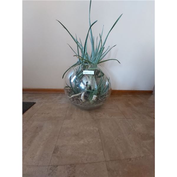Aloe Vera Terrarium