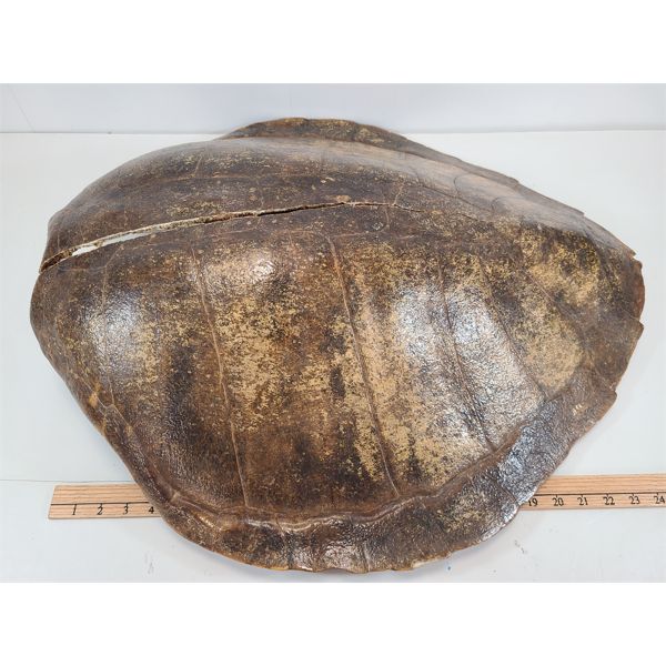 SEA TURTLE SHELL - Kidd Family Auctions