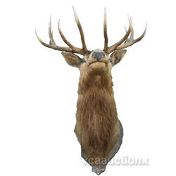 12 Point Mounted Elk Head