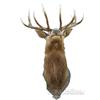 Image 1 : 12 Point Mounted Elk Head