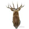 Image 1 : 12 Point Mounted Elk Head