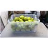 Image 1 : LARGE LOT OF MOVIE PROP PEARS 5.5" TALL