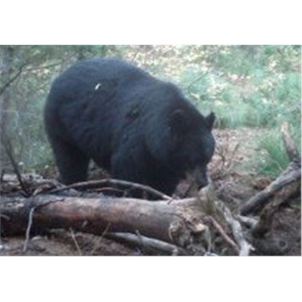 Idaho, USA - 1 Hunter for 6-Day Spring or Fall Black Bear Hunt Over Bait or With Hounds