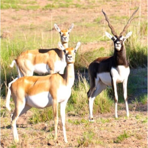 Northern Patagonia, Argentina - 2 Hunters for 5-Day Hunt for 1 Blackbuck and 1 Ram