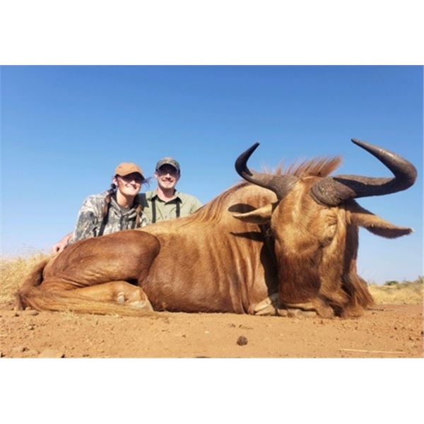 South Africa - 2 Hunters and 2 Non-Hunters for 7-Day Wildebeest Slam Hunt