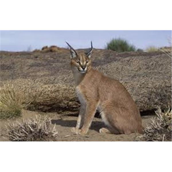 South Africa - 1 Hunter and 1 Non-Hunter for 10-Day Safari for Nocturnal Rodents, Small Cats & Pigs