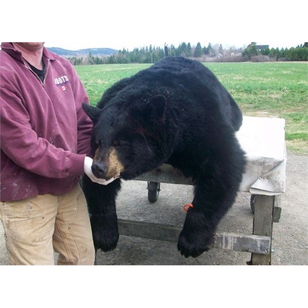 New Brunswick, Canada - 2 Hunters for Black Bear Hunt