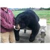 Image 1 : New Brunswick, Canada - 2 Hunters for Black Bear Hunt