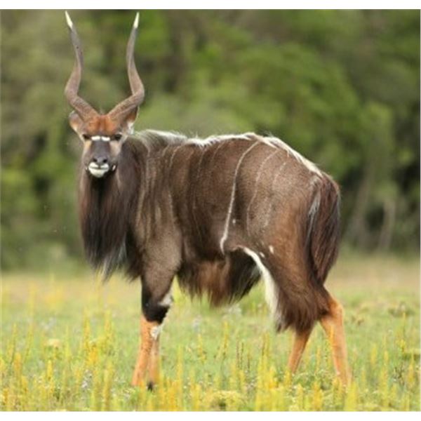 South Africa - 2 Hunters for 10-day Safari, includes Nyala and Blue Wildebeest or Sable Antelope