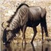 Image 2 : South Africa - 2 Hunters for 10-day Safari, includes Nyala and Blue Wildebeest or Sable Antelope