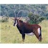 Image 3 : South Africa - 2 Hunters for 10-day Safari, includes Nyala and Blue Wildebeest or Sable Antelope