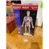 Image 1 : Visible man anatomy kit new