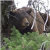Image 1 : Utah Beaver Unit - Limited Entry - Multiseason - Black Bear Conservation Permit