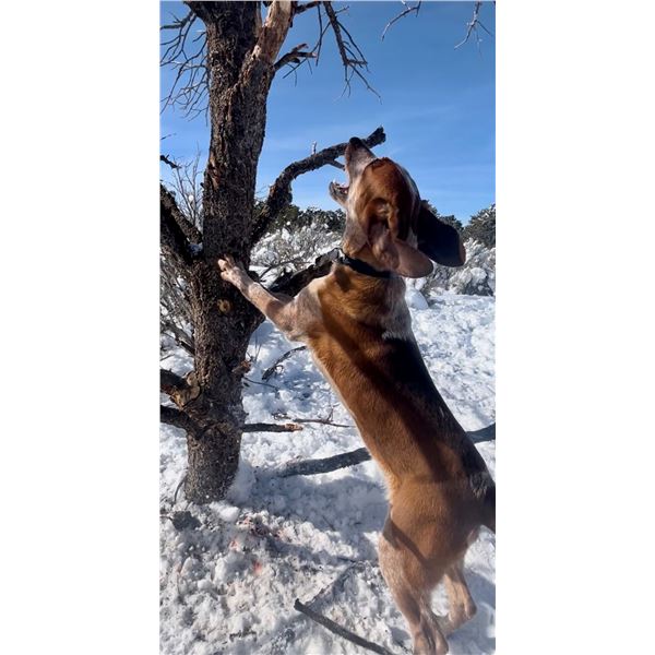 7 month Hound - Male - Started - Steve Biggerstaff