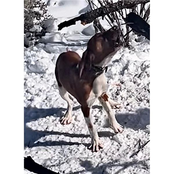 7 month Hound - Male - Started - Steve Biggerstaff