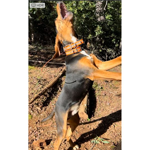 7 month Hound - Male - Started - Mike Kemp