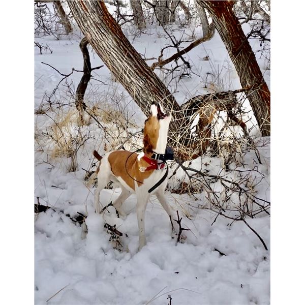 1 1/2 year Hound- Female - Started - Cory Huntsman