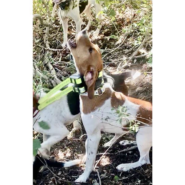 1 1/2 year Hound - Female - Started - Brian Hoover