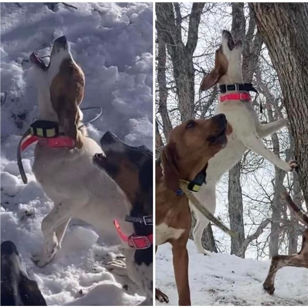 8 month Hound - Female - Started - Chase Oliver