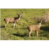 Image 1 : 4 DAYS / 1 HUNTER COLUMBIAN BLACKTAIL DEER HUNT AT THE CALIFORNIA HOPLAND RESEARCH CENTER