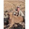 Image 4 : AOUDAD HUNT IN TEXAS WITH ROWDY MCBRIDE HUNTING SERVICES - 5 DAYS / 1 HUNTER