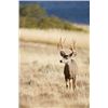 Image 2 : STATE OF CALIFORNIA 2023 OPEN ZONE DEER TAG
