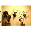 Image 1 : ARTISTIC WILDLIFE TAXIDERMY PEDESTAL MOUNT