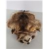 Image 7 : Antique Raccoon Hat