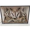 Image 1 : 5 Stuffed birds in Old Shadow box (30" x 20")