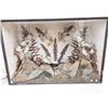 Image 2 : 5 Stuffed birds in Old Shadow box (30" x 20")