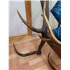 Image 5 : Elk Shed Chair (Horns at back: 46"W x 36"H & Seat is 20"H)