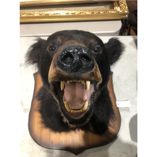 Taxidermy Black Bear Wall Hanger