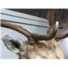 Image 10 : Fallow Deer Taxidermy Shoulder Mount