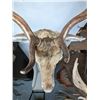 Image 12 : Fallow Deer Taxidermy Shoulder Mount