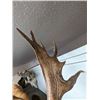 Image 13 : Fallow Deer Taxidermy Shoulder Mount