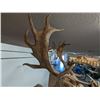 Image 14 : Fallow Deer Taxidermy Shoulder Mount