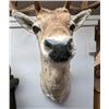 Image 15 : Fallow Deer Taxidermy Shoulder Mount