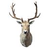 Image 1 : Fallow Deer Taxidermy Shoulder Mount