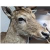 Image 7 : Fallow Deer Taxidermy Shoulder Mount