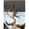 Image 8 : Fallow Deer Taxidermy Shoulder Mount