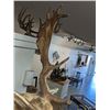 Image 9 : Fallow Deer Taxidermy Shoulder Mount