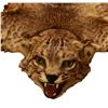 Image 2 : Bobcat Taxidermy Rug